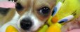Pets Need Their Own Pets, Too. Lately, we’ve been bringing Nachos to Animal House in Alabang for several reasons. The first reason was because for a couple of days, he was refusing to eat and it...