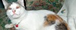 <b>Random Musings: My Adopted Cat, Reponsible Pet Ownership and Responsible Facebook Use</b>
