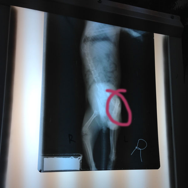 vets-in-practice-alabang-05