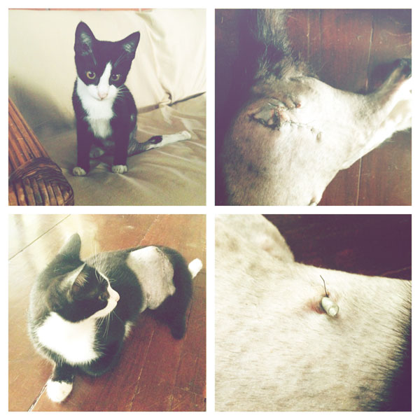 vets-in-practice-alabang-06