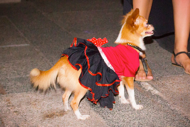 Cesar-Millan-Manila_15