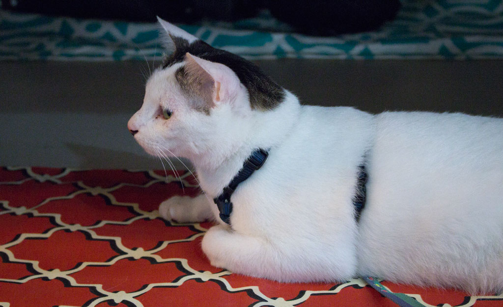 Cat-Crafternoon-Purina-Fancy-Feast_01