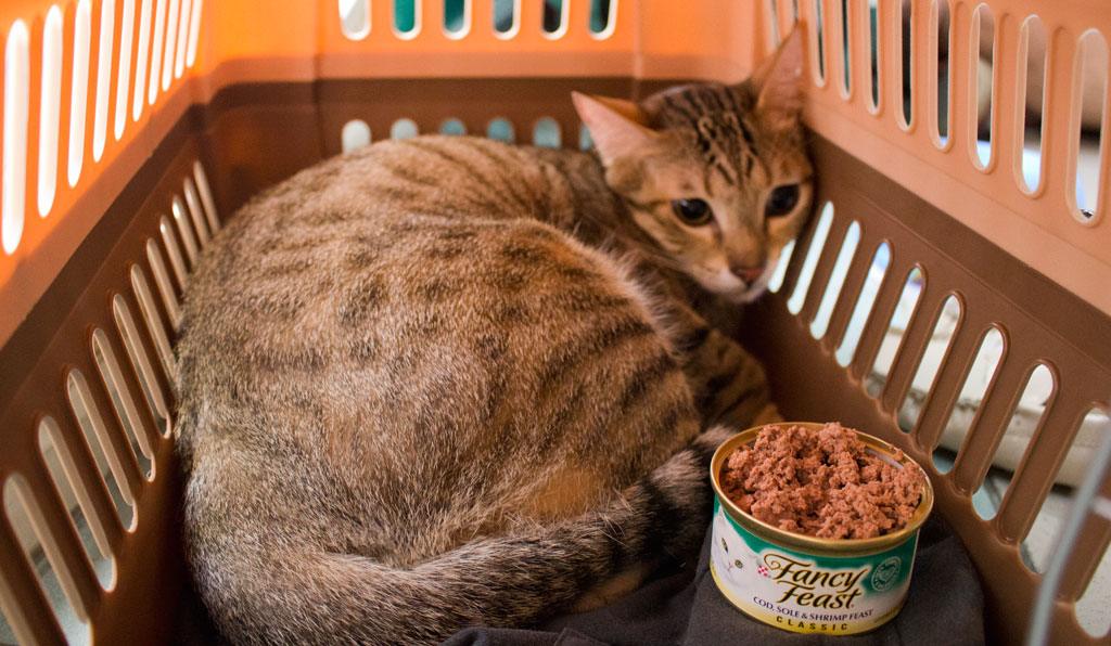 Cat-Crafternoon-Purina-Fancy-Feast_02