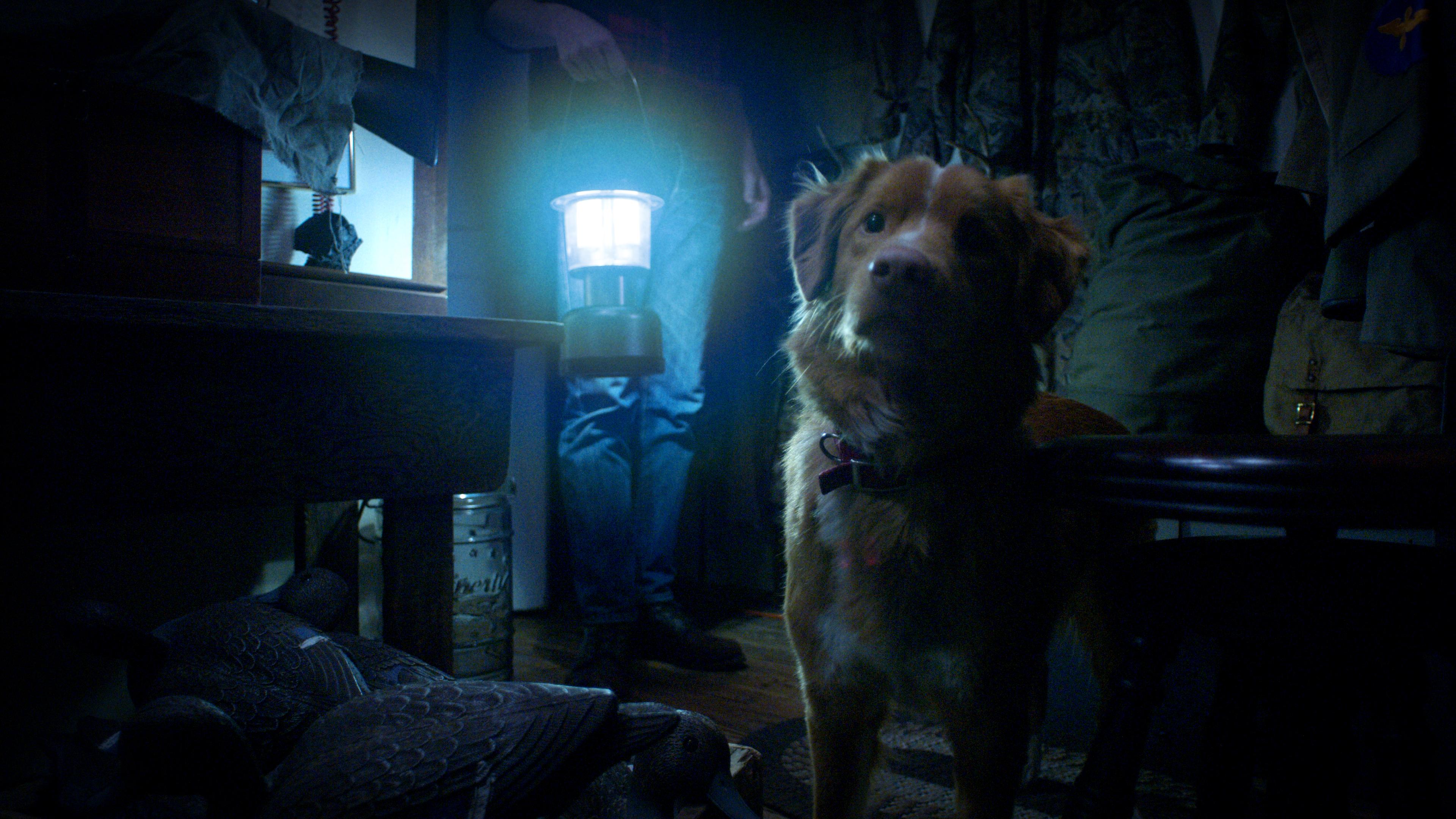 Good Boy review: The most emotionally damaged dog in horror history